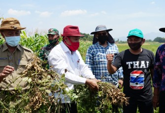 Safin, dimasa pandemi hasil pertanian di Kabupaten Pati meningkat