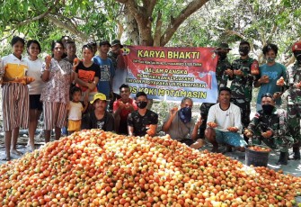 Satgas Yonarmed 3/105 Tarik saat bersama masyarakat perbatasan melaksanakan kegiatan panen raya tomat di Nusa Tenggara Timur, Jumat (27/11/2020)
