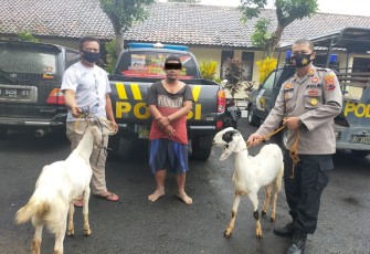 Kepolisian Sektor (Polsek) Tersono Polres Batang Berhasil Mengamankan Satu Dari Dua Pelaku Pencurian Ternak 