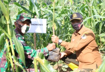 Perhutani Akhiri Masa Tanam 2020 Dengan Hijaukan Pegunungan Kendeng