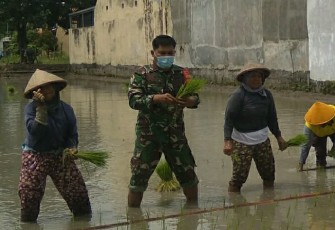 Babinsa Kelurahan Karangasem Koramil 01/Laweyan Kodim 0735/Surakarta Sertu Widada dan Serda Marulak Sitanggang membantu petani saat tanam padi.