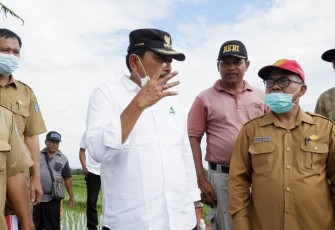 Bupati Bengkulu Utara Ir Mian Saat Tinjau Saluran Irigasi di Persawahan Kemumu