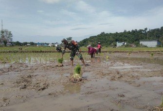 Sambil menanam padi Babinsa Pangkalan Buton Kodim 1203/Ktp, Sampaikan Tentang PPKM Mikro Kepada Petani