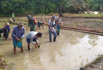 Terjun ke Sawah, Babinsa 1206-16/Seberuang Bantu Petani Tanam Padi 