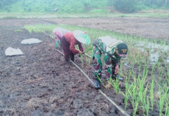 Bantu Warga, Babinsa Kodim 1201/Mempawah Turun ke Sawah Tanam Padi