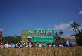 Panen Raya di Kabupaten Kepahiang 