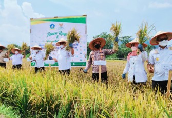 Panen Raya Padi 