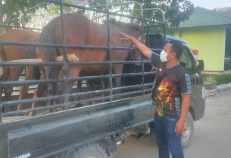 Hewan ternak yang gagal diselundupkan 