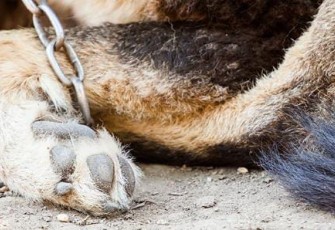 Sumber Gambar: todaysveterinarynurse.com