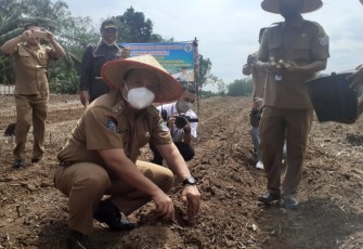 Desa Lubuk Gilang Menanam Ubi Kayu( Singkong ) Dengan Sumber Dana Desa