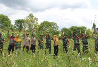 Danramil Bersama Para Babinsa Koramil Pahandut saat Bantu Warga Panen Jagung