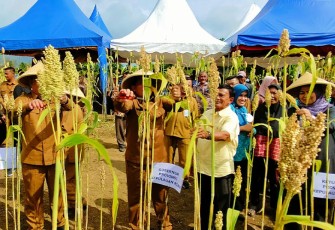 Gubernur Prov Kepri Ansar Ahmad bersama.anggota DPRD prov Kepri saat panen sorgum.