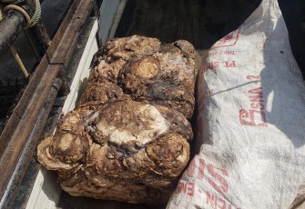 barang bukti berupa 2 (dua) balok getah karet dengan berat 96 Kg