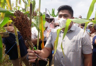 Plt Bupati Bintan Roby Kurniawan panen raya sorgum