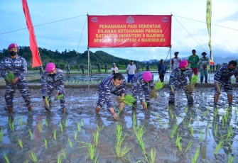 Ketahanan Pangan Brigif 4 Mar/BS Untuk Kesejahteraan Masyarakat 