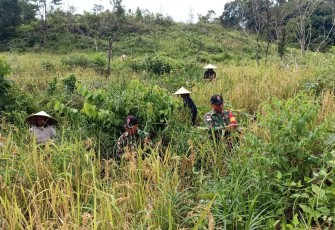 Satgas dukung ketahanan pangan  di perbatasan