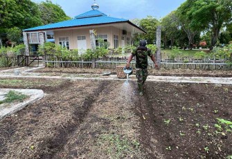 Serka Nanang siram bibit sawi di lahan kebun barokah lanud MUS. Rabu (11/05/2022)