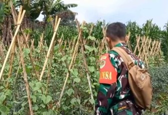 Patroli antisipasi pencurian cabe warga
