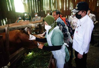 Bupati Pati tinjau langsung vaksinasi untuk hewan ternak