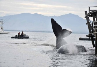 Evakuasi ikan paus di pinggir pantai Bulusan Kabupaten Banyuwangi 