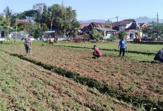 Perawatan intensif dampingi petani jagung d wilayah binaan