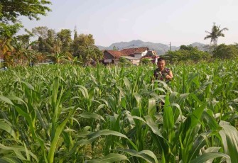 Perawatan intensif tanaman jagung Kodim 0801/Pacitan 