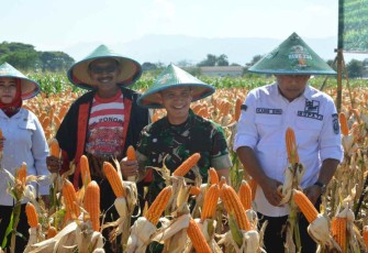 Dandim 0802/Ponorogo Letkol Inf Hirta Juni Adriansyah saat panen raya jagung 