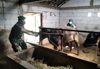 Kopda Ilham dampingi vaksinasi PMK ternak warga binaan 