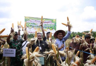 Panen Jagung di Sragen menggunakan Biosoka