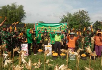 Panen Raya Jagung Lahan Demplot Kodim Rembang