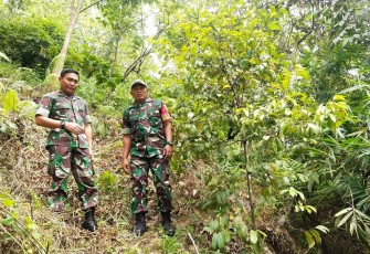 Dandim 0311/Pessel Letkol Inf Sunardi saat meninjau tanaman Pala Babinsa Serda Yendrizal di Nagari Koto Nan Tigo. Selasa (27/12) 