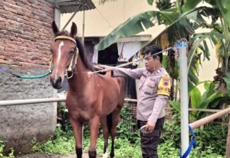Aiptu Warsito saat merawat kuda
