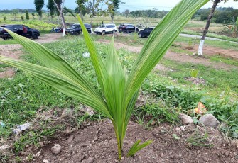 Kelapa Genjah