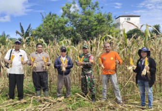 Koramil Kurun Bersama Dinas Pertanian saat Panen Perdana Jagung Hibrida 