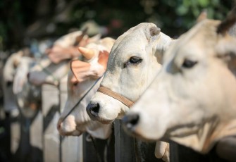 Sapi ternak