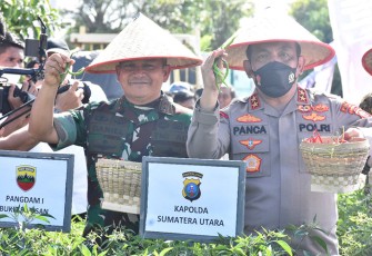 Pangdam didampingi Kapolda saat panen cabai