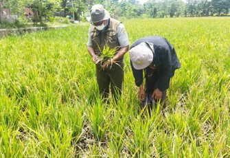 Kementan saat turunkan tim cek serangan penyakit kerdil rumput ke padi.