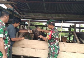 Babinsa Mapurujaya saat Komsos Dengan Peternak Sapi
