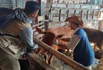 Giat vaksinasi PMK  dari tim Vaksinator Dinas Peternakan dan Kesehatan Hewan Kabupaten Tulungagung