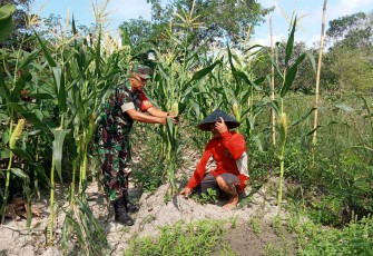 Babinsa Koramil Bukit Batu Bantu Petani Rawat Kebun Jagung dan Singkong Untuk Sukseskan Ketahanan Pangan