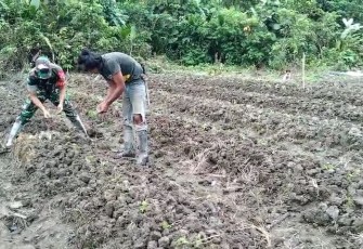 Babinsa Koramil 1710-07/Mapurujaya Aktif Dampingi Petani Binaan 