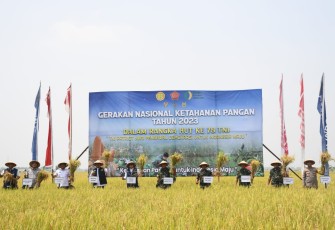 Panen Raya Padi 