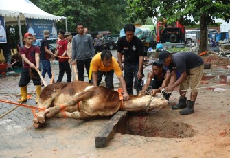 Peyembelihan Hewan Qurban 