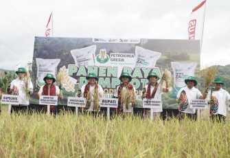Bupati Limapuluh Kota bersama Dirut PT. Petrokimia Gresik menggelar panen raya demplot Phosgreen dan Za komoditi padi di Nagari Sarilamak.