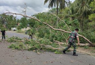 Koramil 0806/11 Panggul dan Instansi Terkiat Gelar Penanganan Bahaya Pohon Akasia