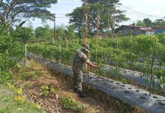 Babinsa Koramil 1710-07/Mapurujaya saat Tinjau Lahan Milik Kelompok Tani Binaan Dari Hasil Pemanfaatan Lahan Tidur