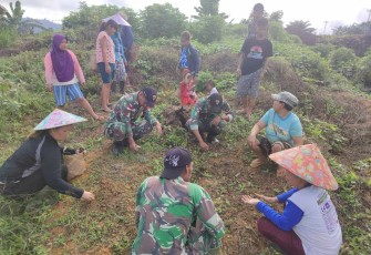 Olah lahan pertanian di perbatasan 