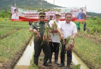 Danrem 064/MY Brigjen TNI Tatang Subarna saat panen raya bawang merah di kecamatan Kramatwatu, Kabupaten Serang, Rabu (11/1)