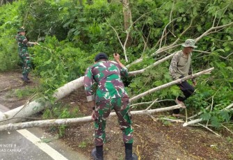 Tebang pohon rawan tumbang di sisi jalan