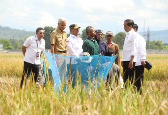 Panen raya padi di Kebumen Jawa Tengah 